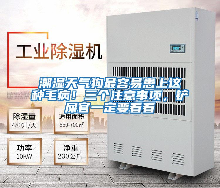 潮濕天氣狗最容易患上這種毛病！三個(gè)注意事項(xiàng)，鏟屎官一定要看看